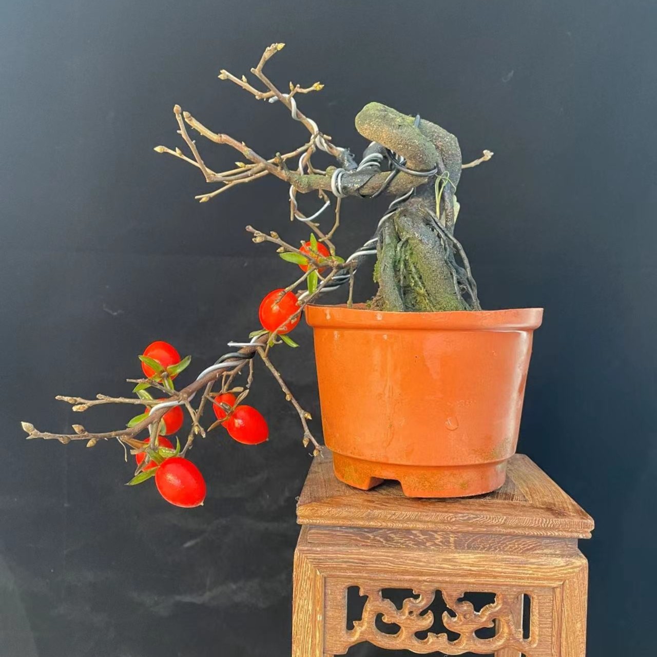 精致老鸦柿盆景素材