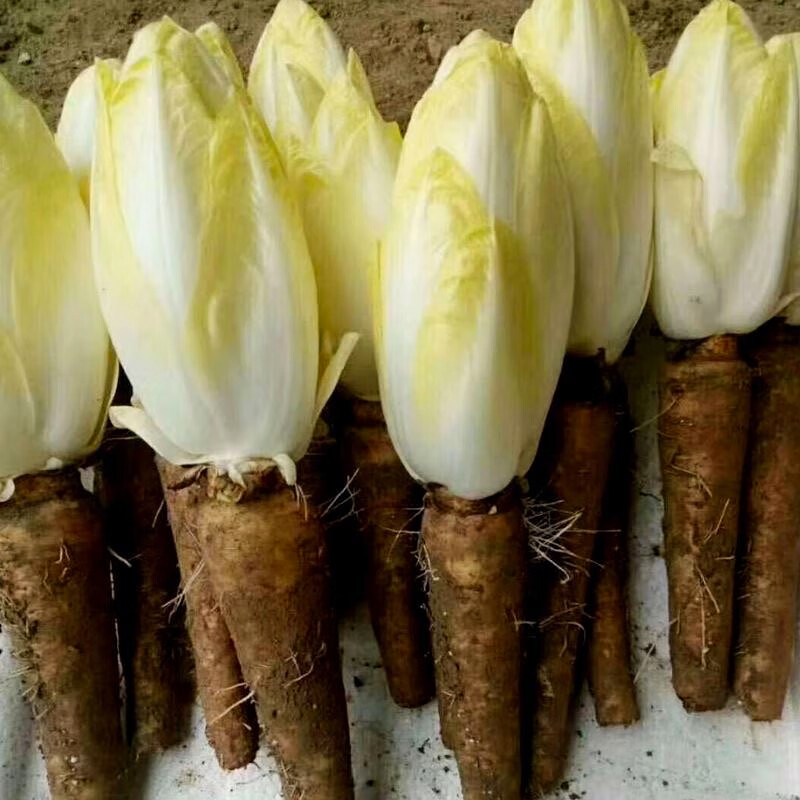 寿光蔬菜苗子软化菊苣红黄渐变紫玉兰菜野菜种子特菜四季籽春秋季