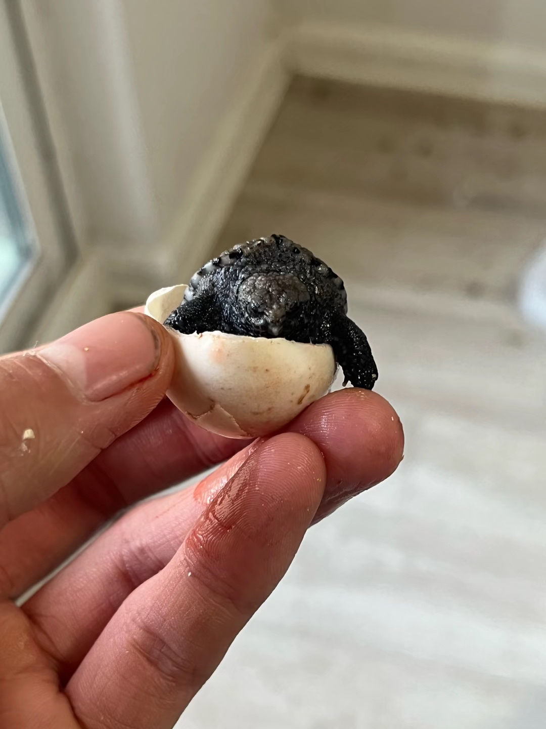 佛鳄苗专拍链接大鳄龟佛鳄龟北美鳄龟苗