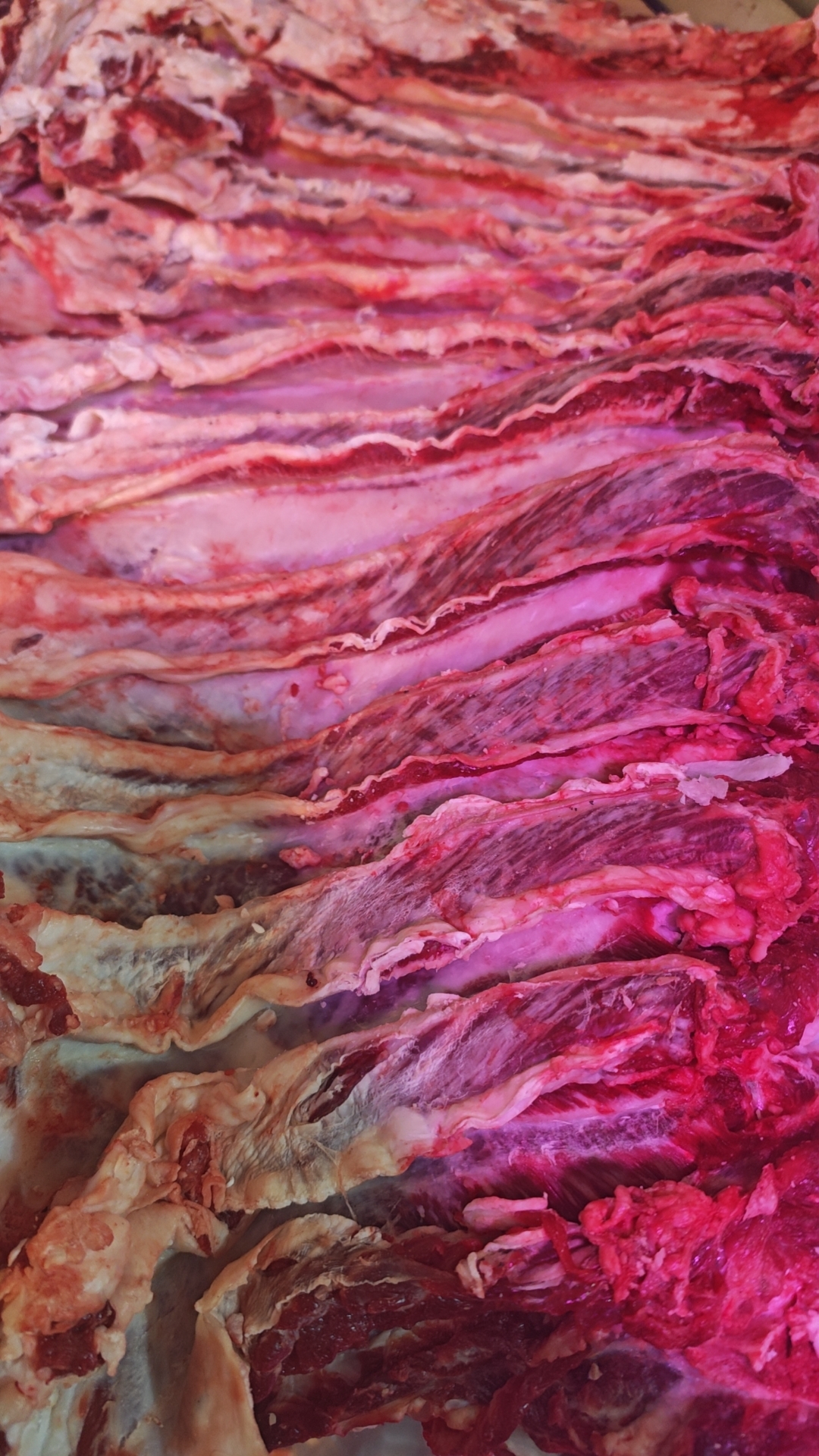 无品牌牛肋条 黄牛