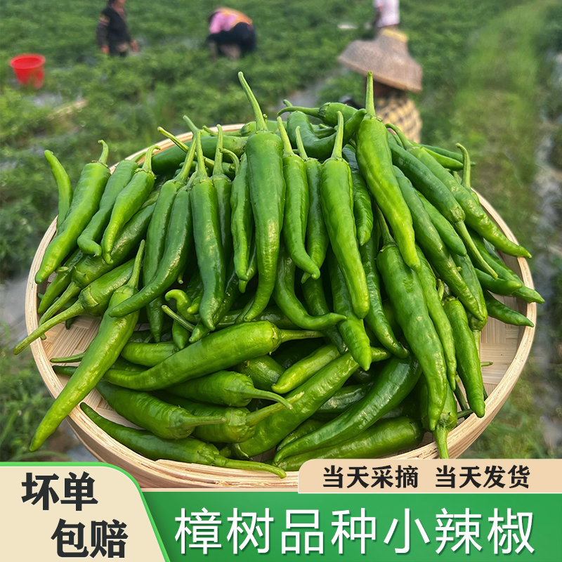 【中辣】正宗樟树薄皮青椒嫩辣椒农家自种新鲜采摘软糯虎皮辣椒