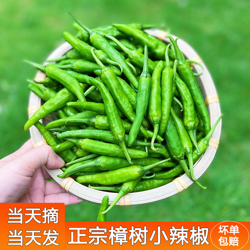 【微辣】正宗樟树原种小辣椒薄皮青椒原品种新鲜美味软糯做虎皮辣椒