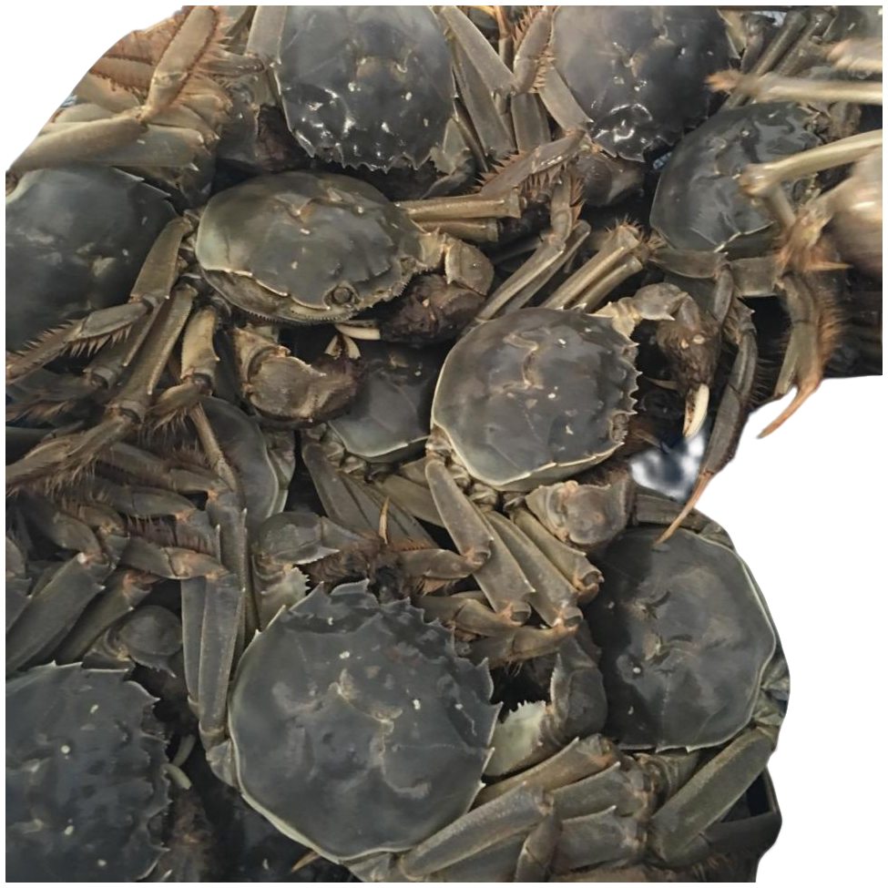 【50只】正宗盘锦稻田蟹包鲜包活包肥嘎嘎好吃