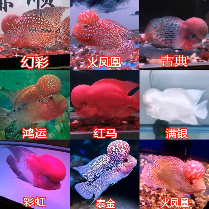 精品高起头泰国罗汉苗爆头观赏鱼淡水鱼热带鱼红马泰金火凤血麒麟