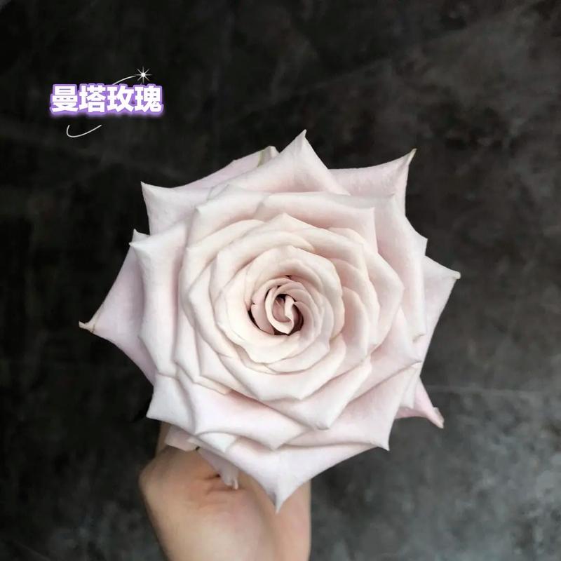【曼塔玫瑰】云南鲜切花无土玫瑰基地现采现包现发货云南顺丰直发  