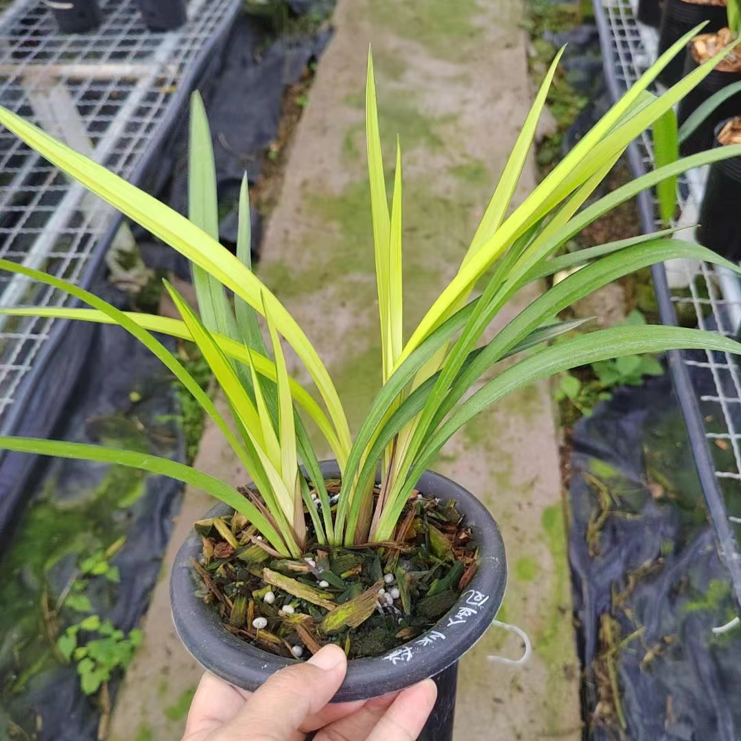 QINGYALANYUAN/清雅兰园艺草 青凤  青蓝艺2-3苗