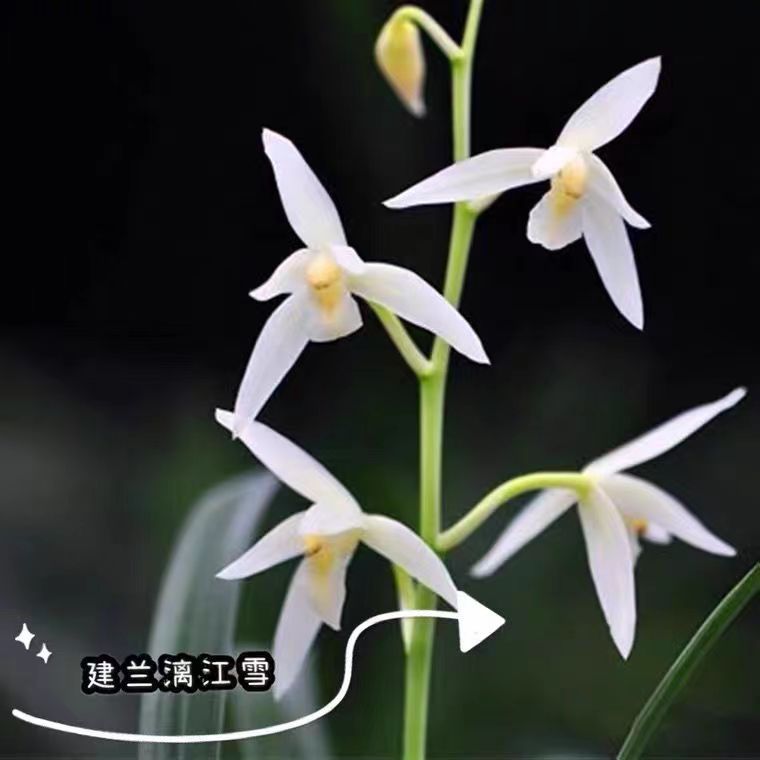 兰花苗建兰漓江雪四季兰名贵兰花盆栽花卉植物