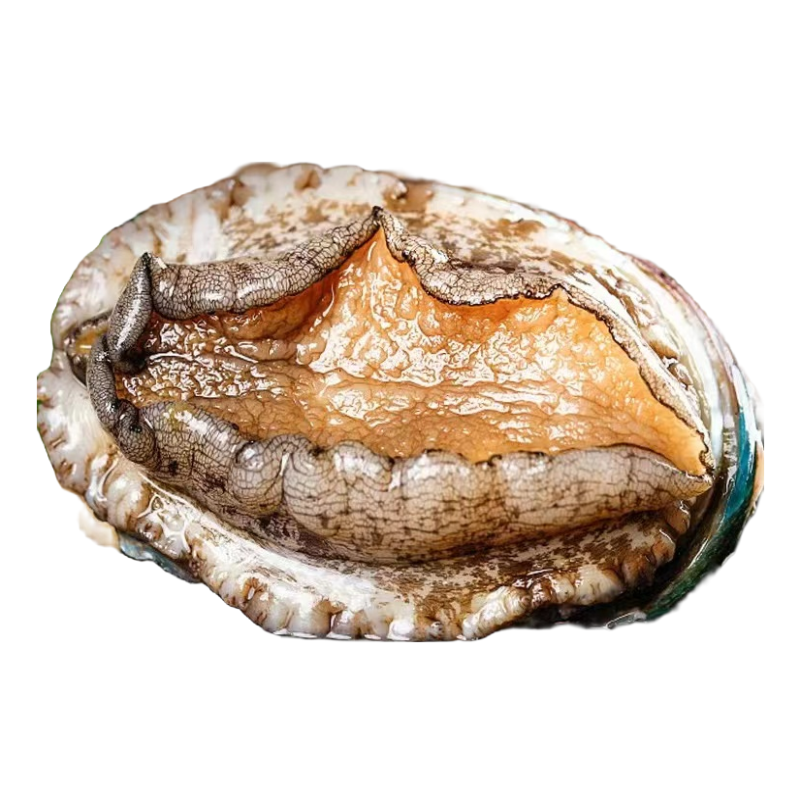 纯海水鲍鱼3-7头/斤 （10只起拍）包鲜不保活