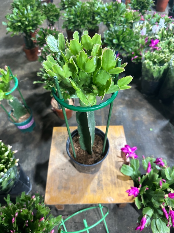 直播间 一物一拍蟹爪兰链接