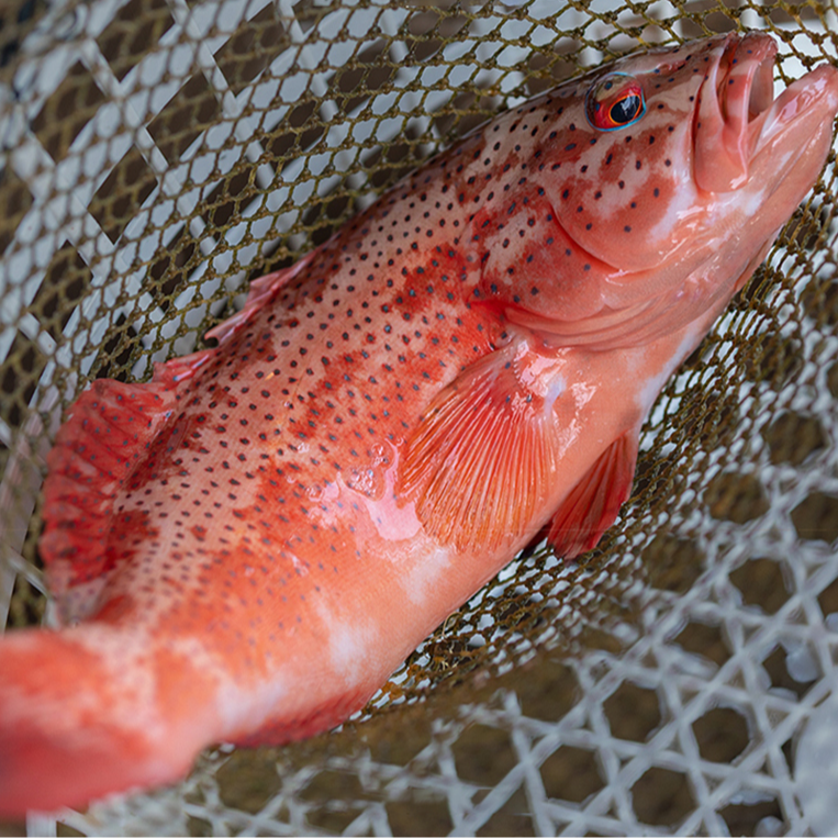 航海猫速冻东星斑（1.4-1.6斤/条-共2条）活冻红色石斑鱼 