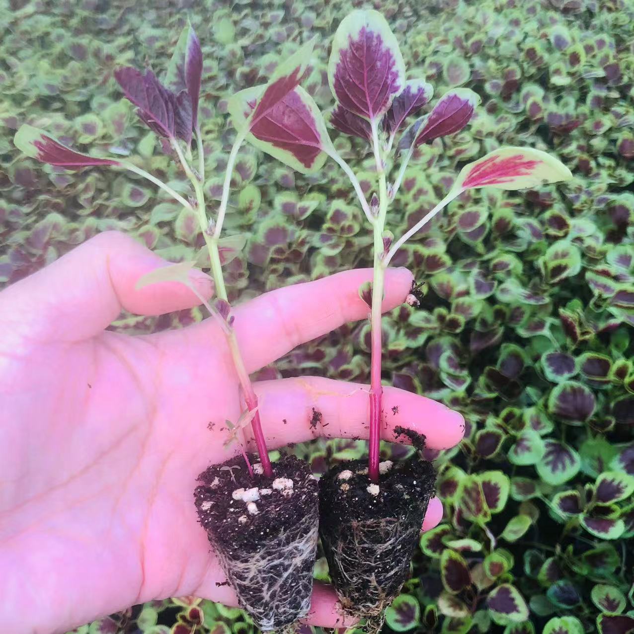 红苋菜秧苗苋菜种子盆栽地栽野菜秧苗红圆叶一点红苋菜青苋菜种子