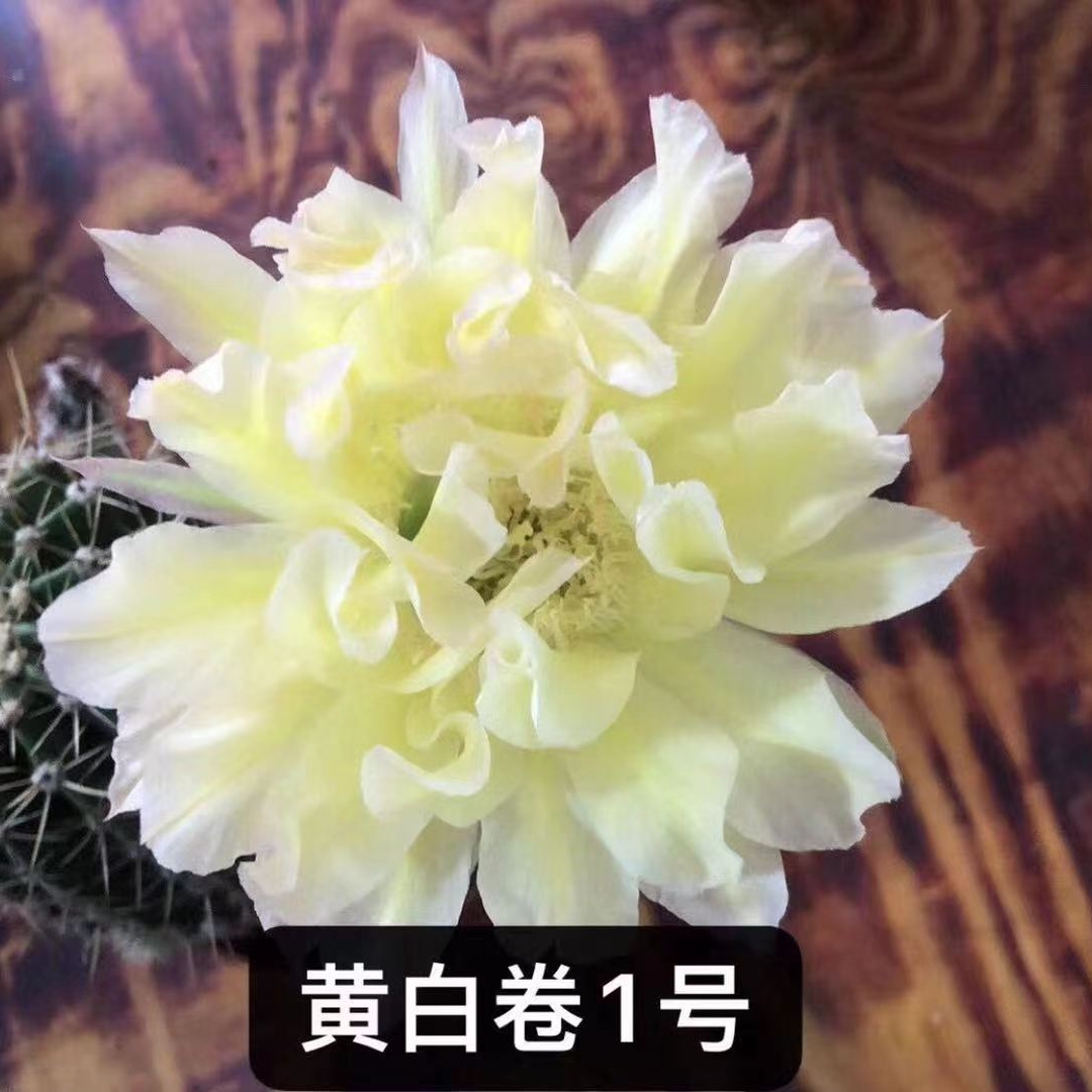彩草仙人球，黄白卷瓣。
