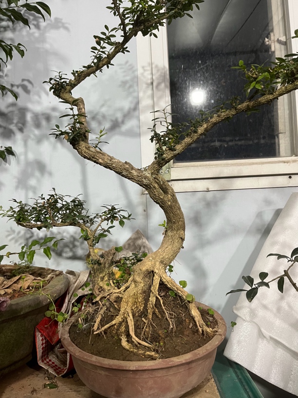 黄杨盆景素材欣赏