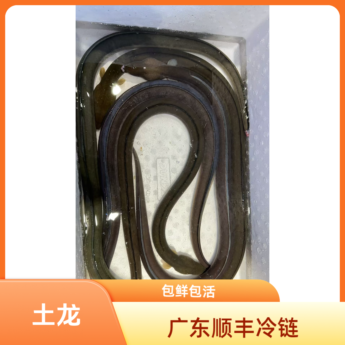 【湛小鲜】土龙血鳝天然货【两斤起拍】现称现挑，所见即所得