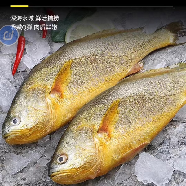 【湛小鲜】深海黄花鱼现称现拍顺丰包邮到家
