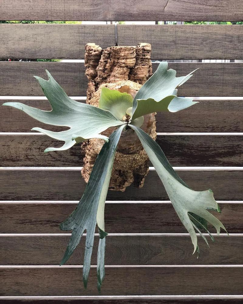 【动力植物】直播间专拍扛把子专属彩叶芋泰彩  一物一拍
