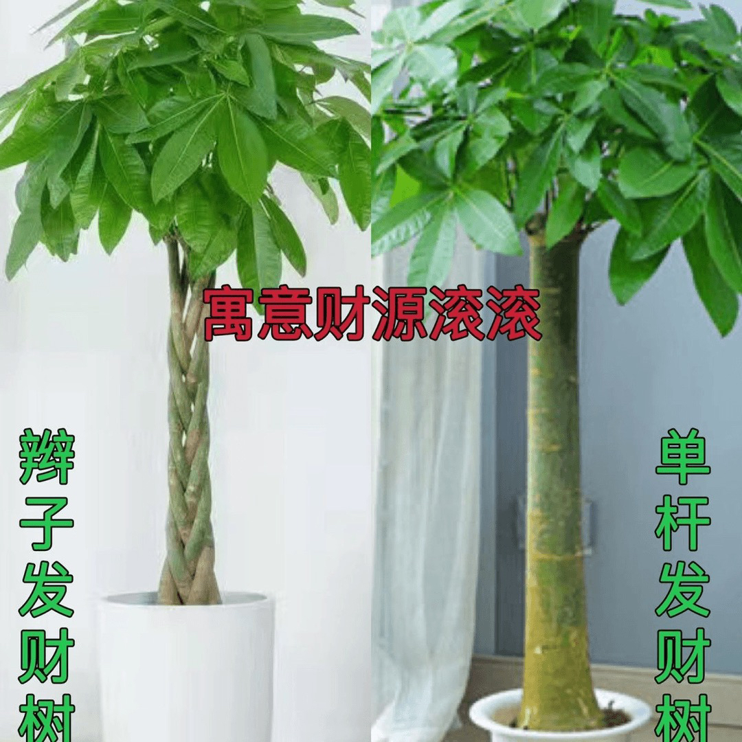 发财树大棵客厅办公室大型盆景绿植室内招财植物开业乔迁新居盆栽