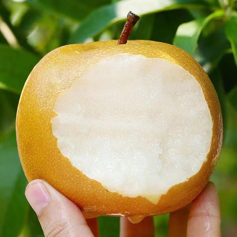 【天地盖礼盒】中秋节送礼高端大气上档次 正宗山东秋月梨