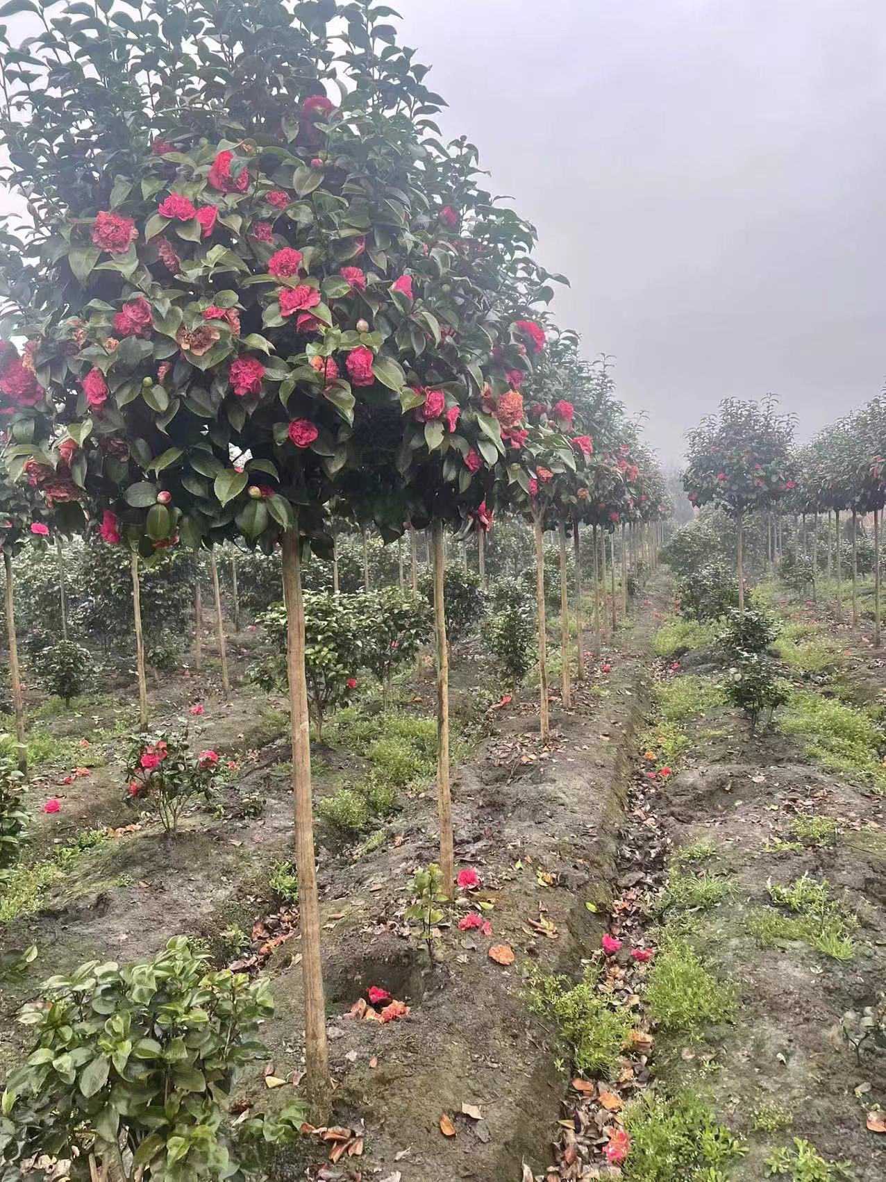 红十八老桩茶花盆栽庭院观赏植物