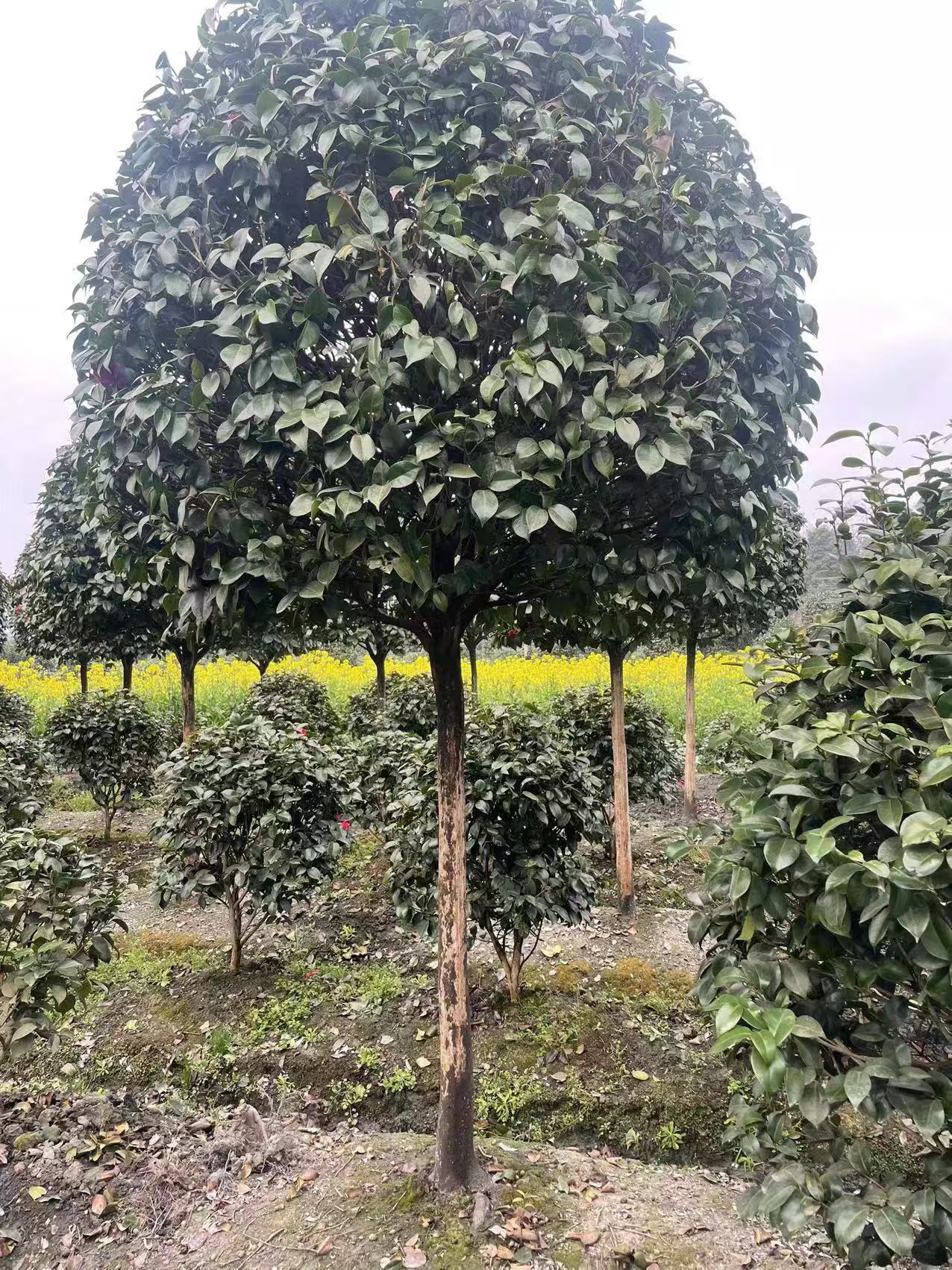 高杆茶花庭院观赏植物