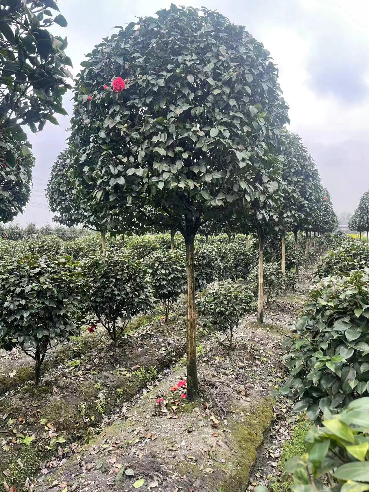 高杆全冠红绣球茶花