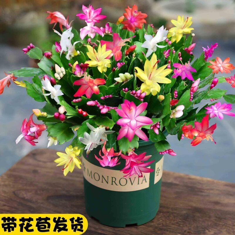 多色蟹爪兰花苗盆栽带花苞四季开花重瓣螃蟹抓莲好养易活室内花卉