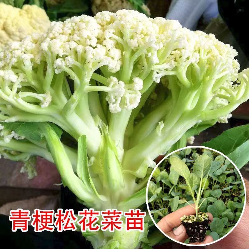 有机花菜苗秧苗青梗松花菜种苗四季阳台庭院种植新鲜花椰菜秧苗