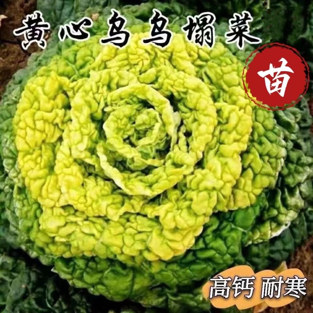 耐寒高产黄心乌塌菜苗菊花心菜苗盆栽庭院大田易种植四季蔬菜种苗