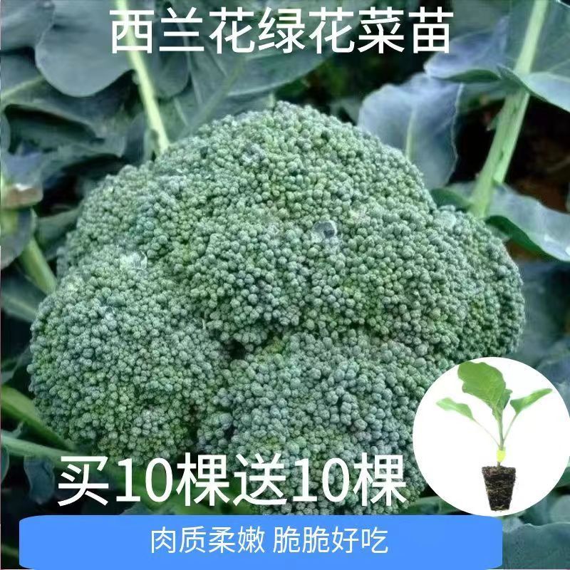 西兰花秧苗西兰花菜苗白菜花秧苗花椰菜苗有机花苗抗寒有机菜苗