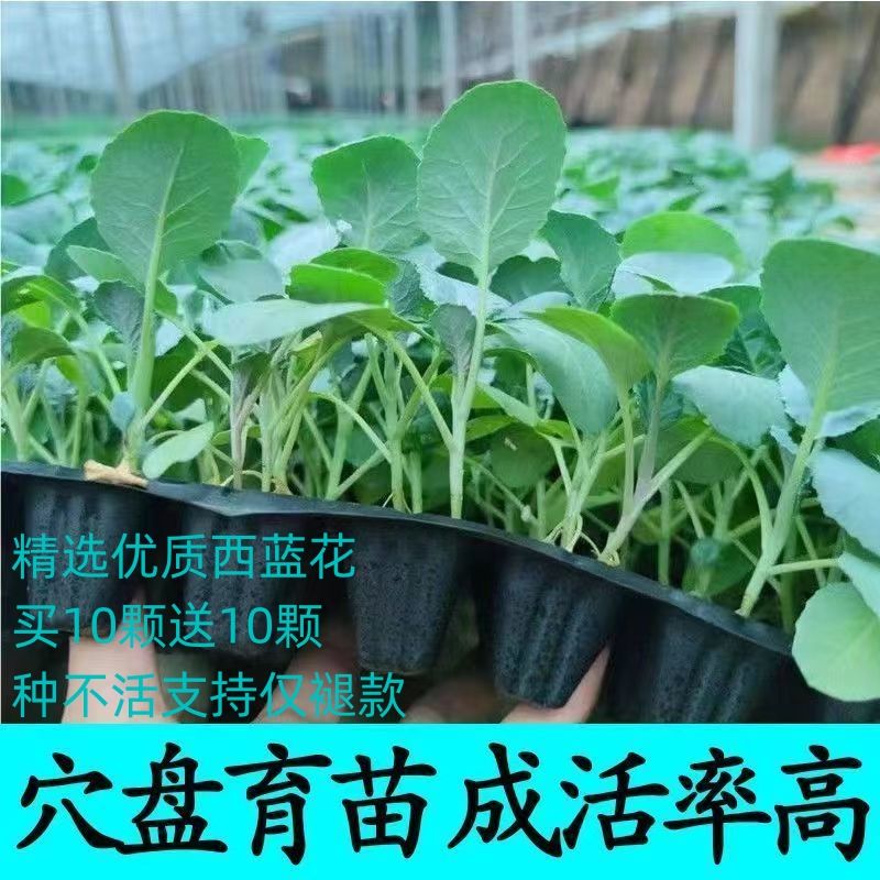 西兰花苗秧苗根系发达庭院阳台可栽盆栽蔬菜苗室外秋冬种植耐寒热