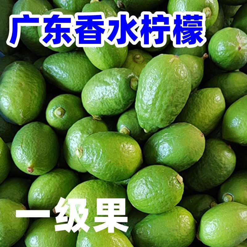 广东无籽香水柠檬新鲜奶茶店专用柠檬一级青柠无籽薄皮厚皮