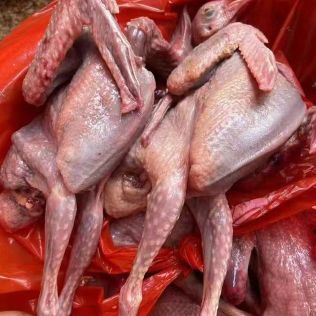 《同城配送》鸽子