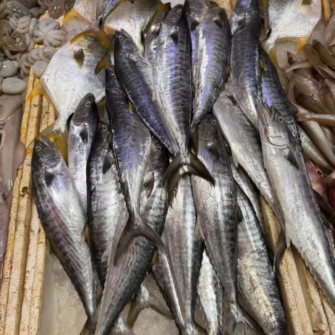 《同城闪送》冰鲜小马鲛鱼 1条（约5两左右）