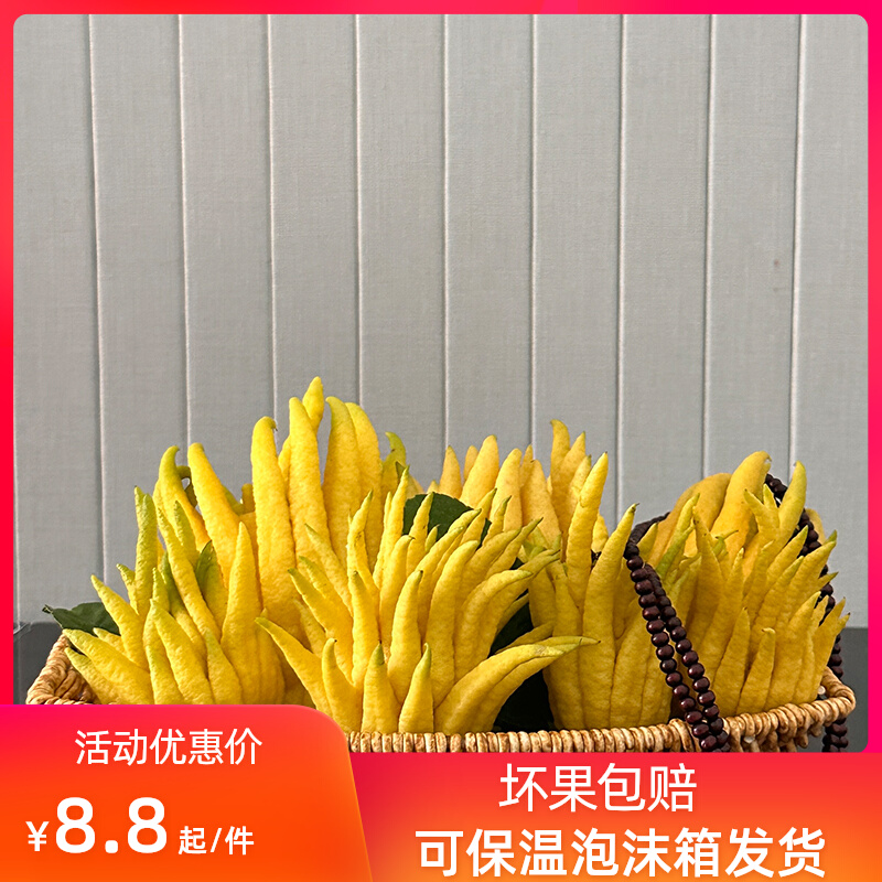 现摘现发清供闻香水培金华佛手柑观赏插花香橼佛手果新鲜带枝水养