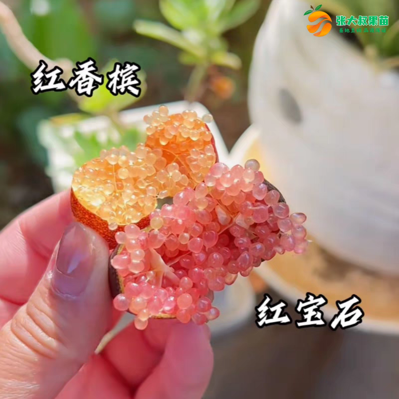 澳洲手指血柠檬树苗新品种红香滨手指柠檬苗鱼子酱柠檬苗盆栽
