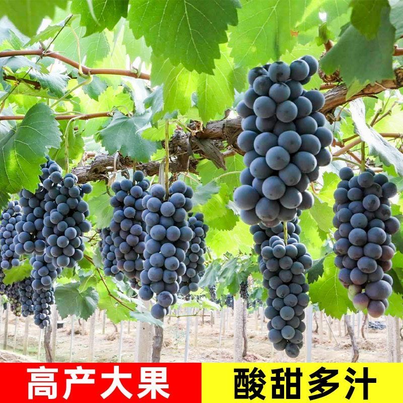 葡萄树苗带土带叶巨峰夏黑阳光玫瑰南方种植盆栽地栽庭院楼顶阳台