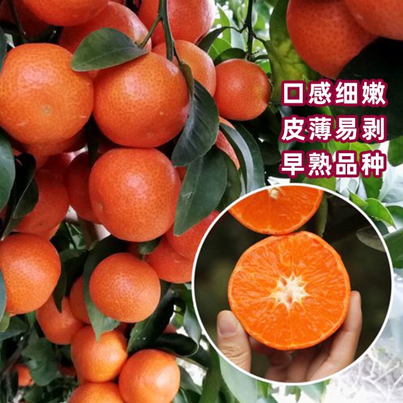 高产耐寒无核沃柑树苗嫁接当年结果砂糖橘树苗沙糖桔苗皇帝柑树苗