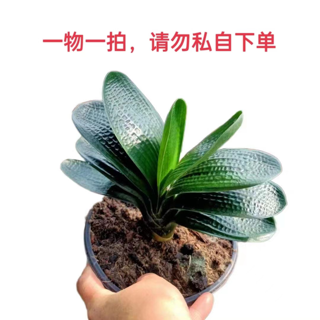 九月精品君子兰，一物一拍（净化空气）