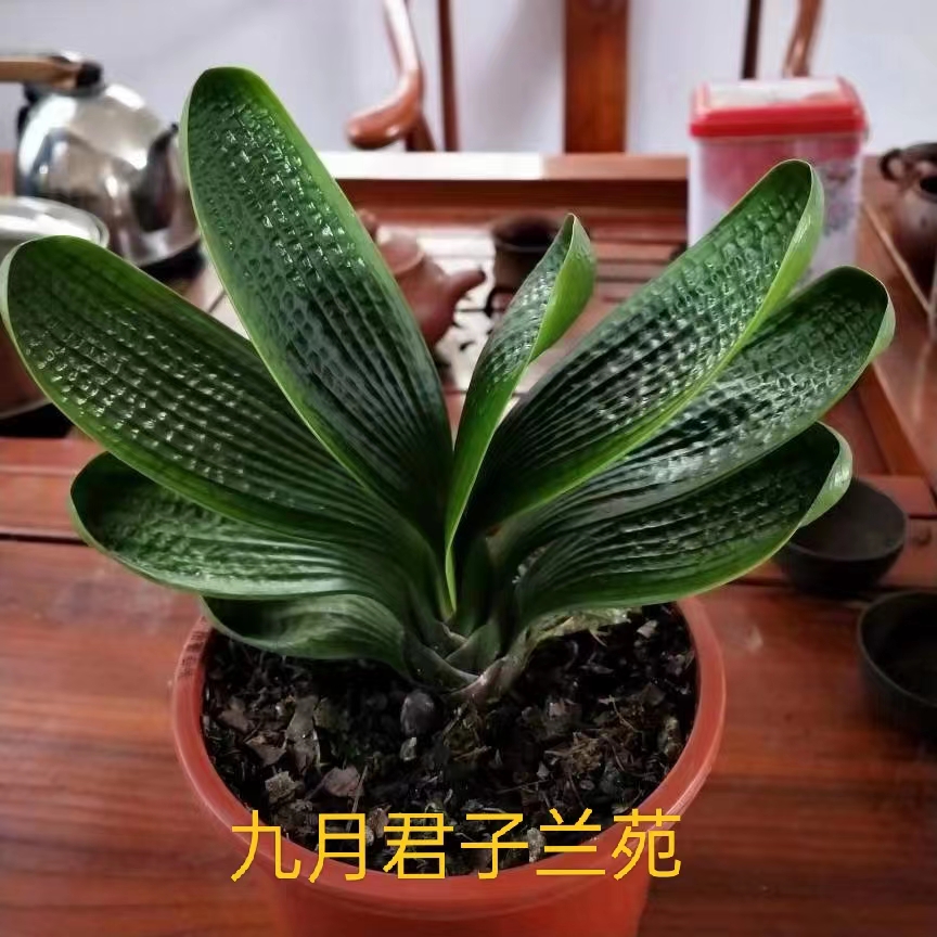 九月精品微短君子兰，一物一拍（净化空气）