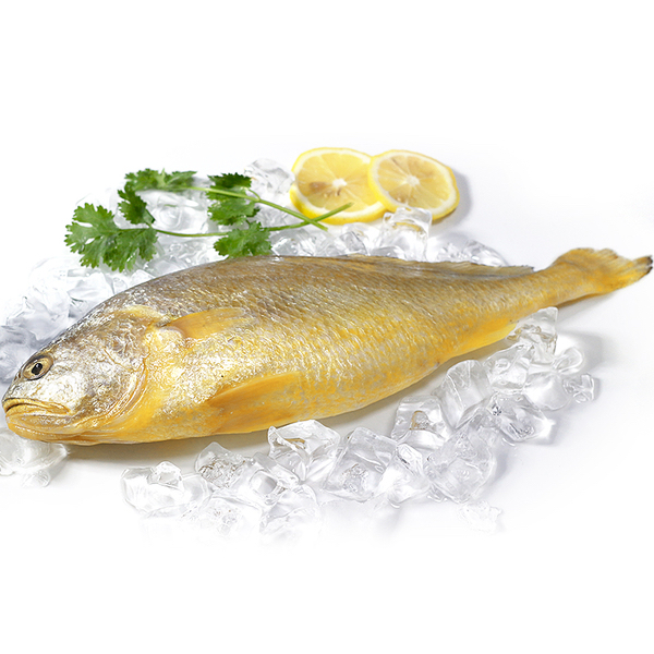 青岛发货 黄花鱼大黄鱼速冻发货单条1.3斤左右，拍2+1条，到手三条