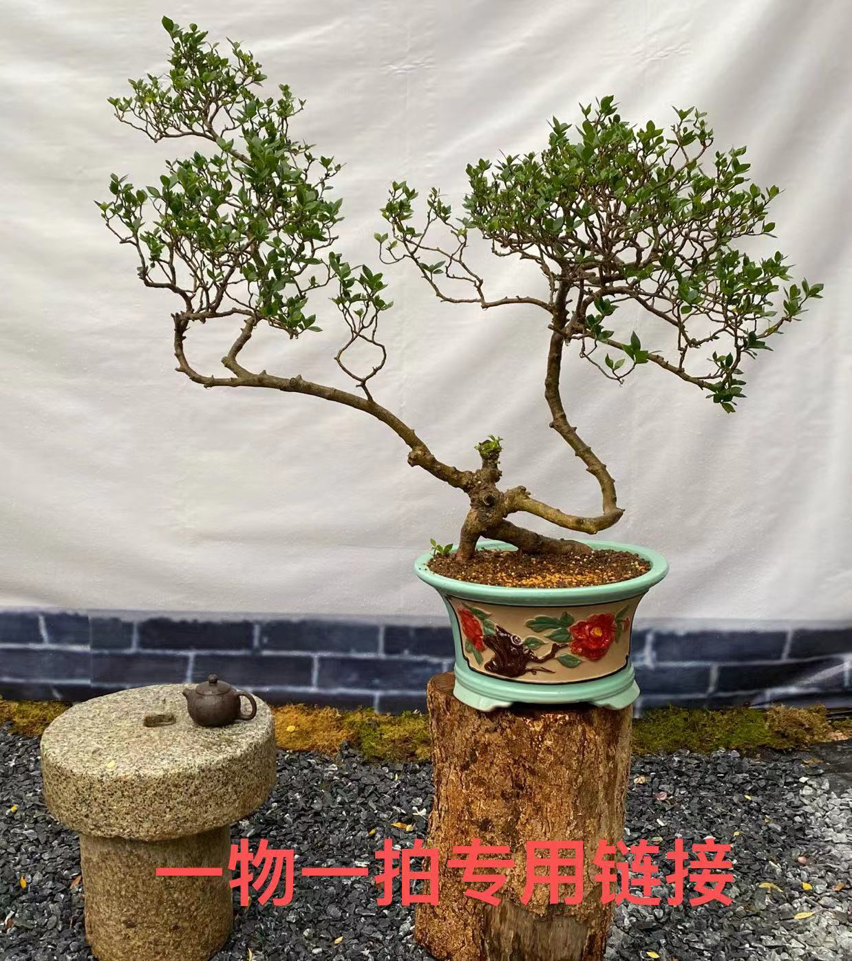 禅意茶室九里香童子功盆景四季盆栽绿植一物一拍专用少年年轻180