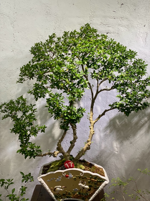 禅意栀子花茶室盆景