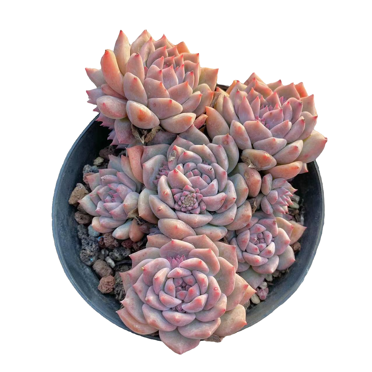 霜花 多肉植物 （ 满15包邮 直播间展示为准）