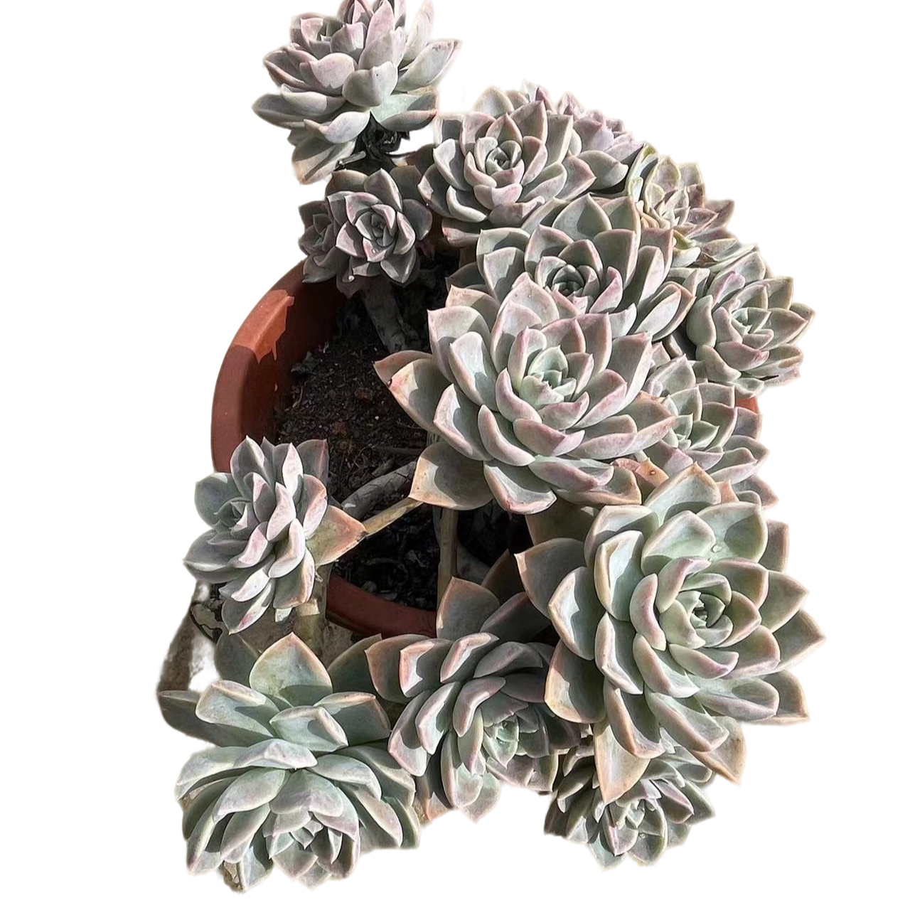 大哈利沃森（轻微断枝不售后） 介意勿拍（满15包邮）