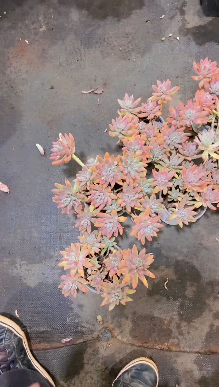 【闪购商品】白盆小秋丽9.9两盆
