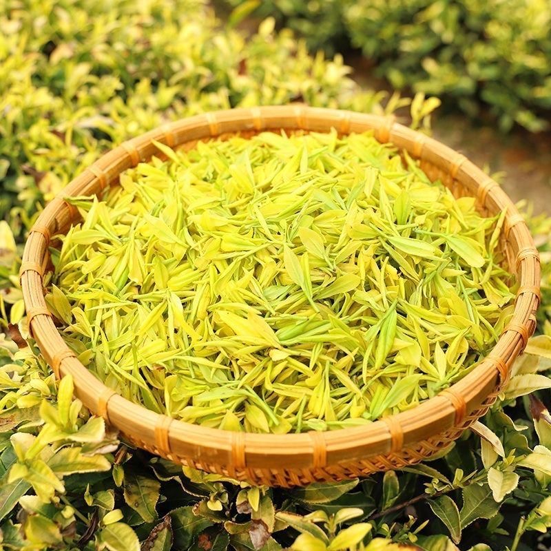 明前黄金芽 2025新茶春茶原产地兰花香醇香栗香高山绿茶叶