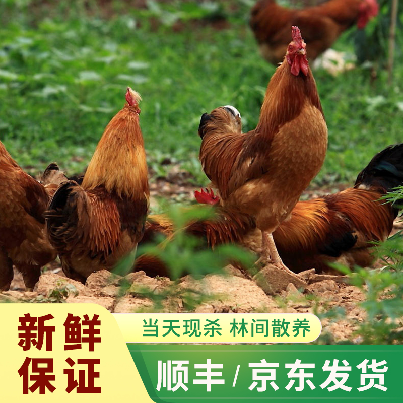【老九土鸡】农家散养紧实黄脚大公鸡共两只   净重6斤