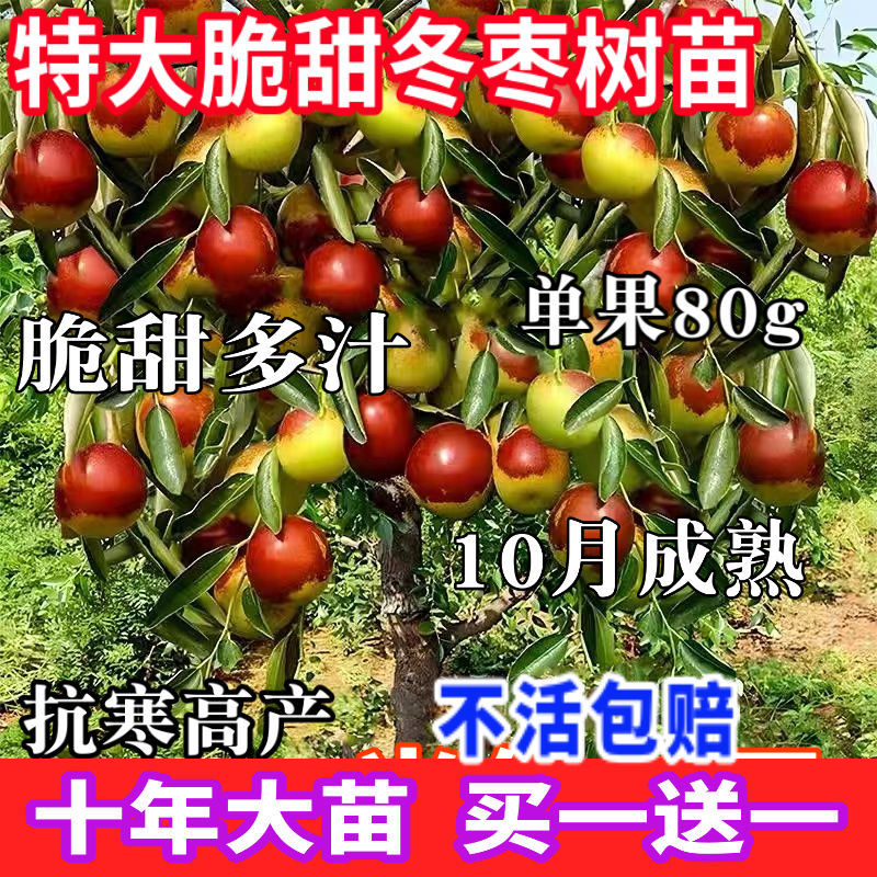 【正宗嫁接枣树】特大沾化冬枣当年结果冰糖心枣南北方种植盆地栽