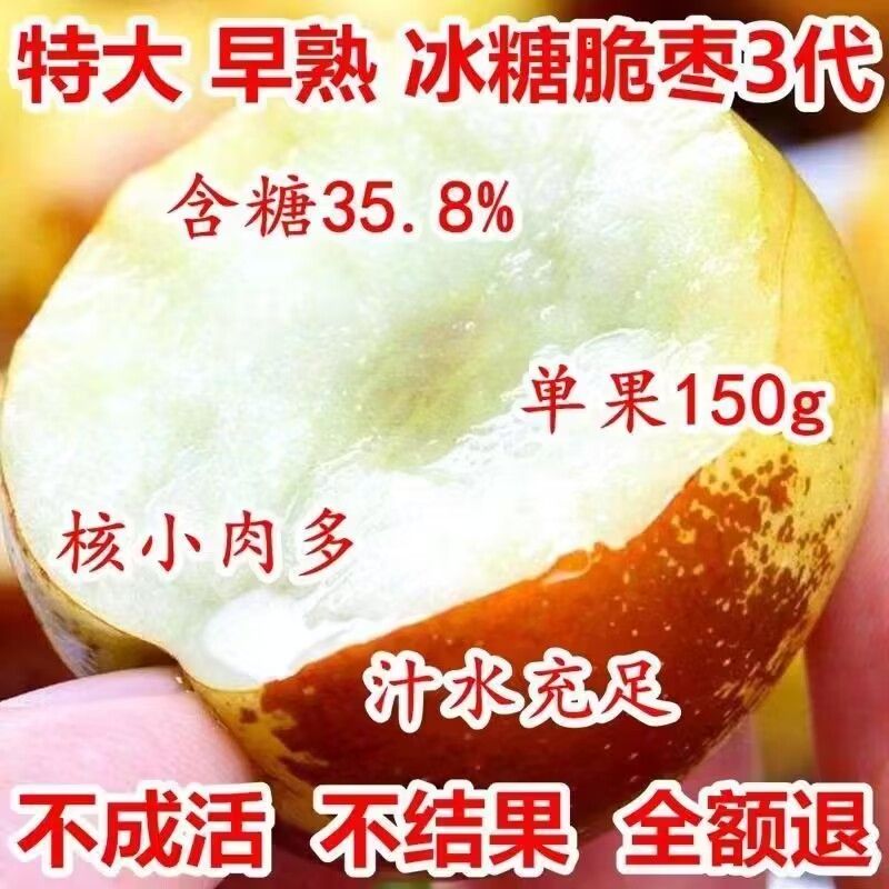冬枣树苗特大无核冰糖脆栆苗耐寒耐旱盆栽地栽南北方种植当年结果