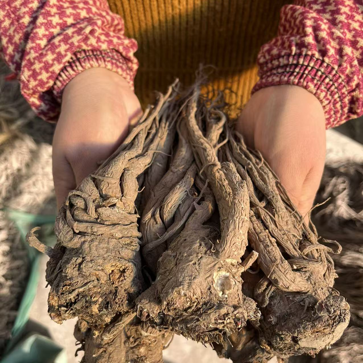 当归整根当归精品原产地直销正品当归煲汤滋补养生